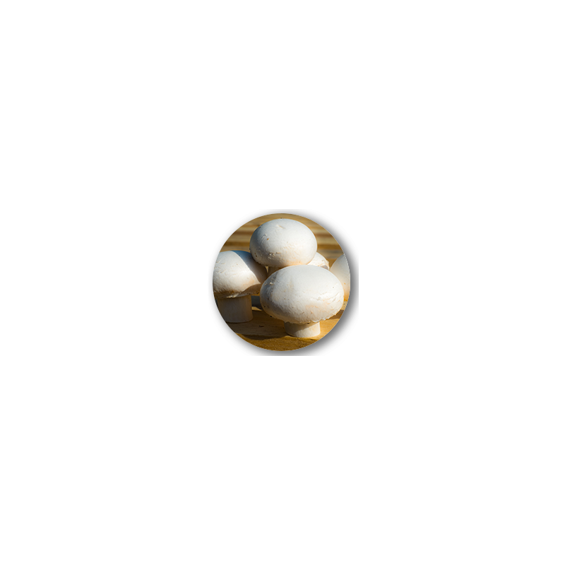 CHAMPIGNON DE PARIS BLANC 250G